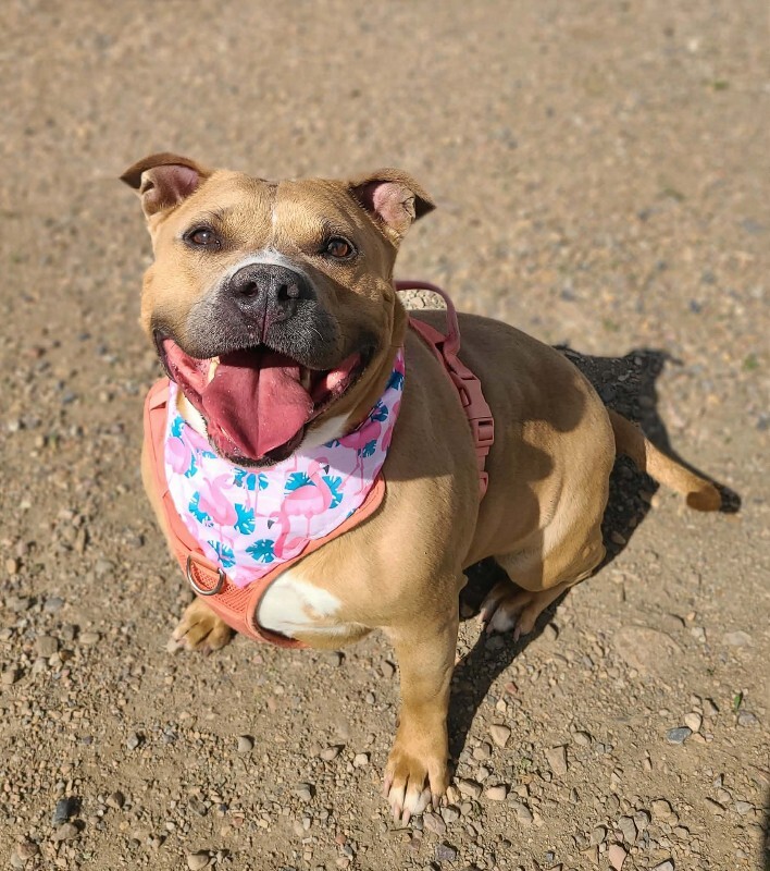 Picture of the Animal Listed